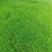 豌豆苗尖叶豌豆苗尖叶豆苗大量供应可视频看货欢迎来电