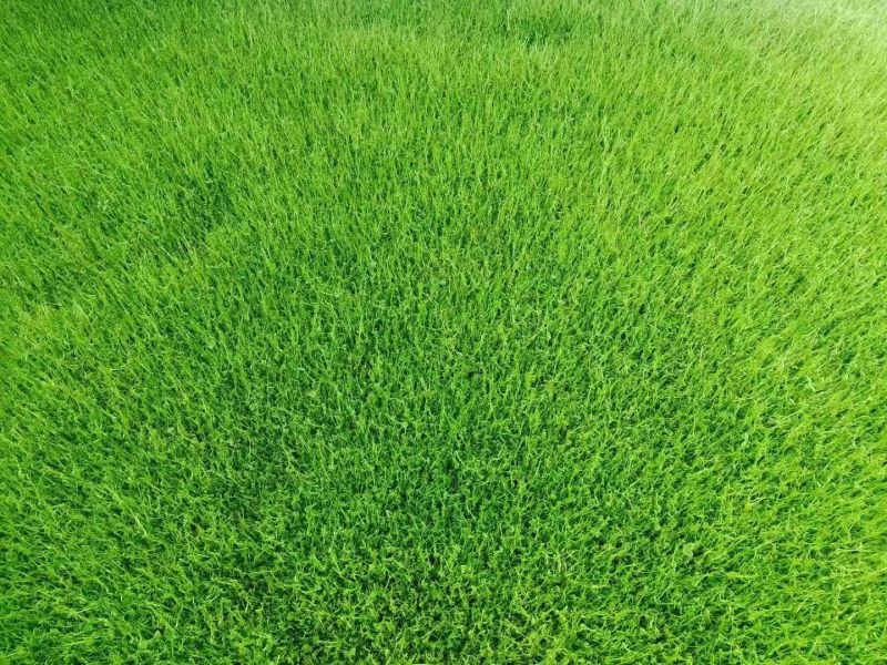 豌豆苗尖叶豌豆苗尖叶豆苗大量供应可视频看货欢迎来电