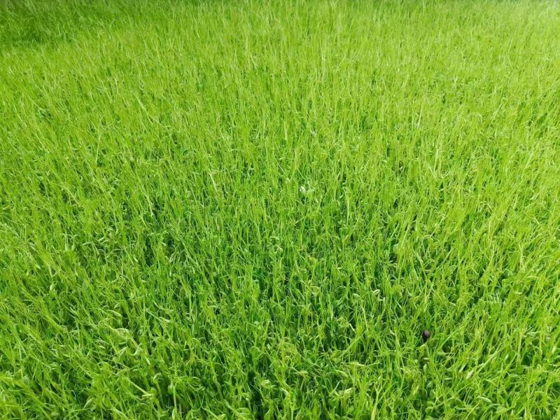 豌豆苗尖叶豌豆苗尖叶豆苗大量供应可视频看货欢迎来电