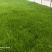 豌豆苗尖叶豌豆苗尖叶豆苗大量供应可视频看货欢迎来电