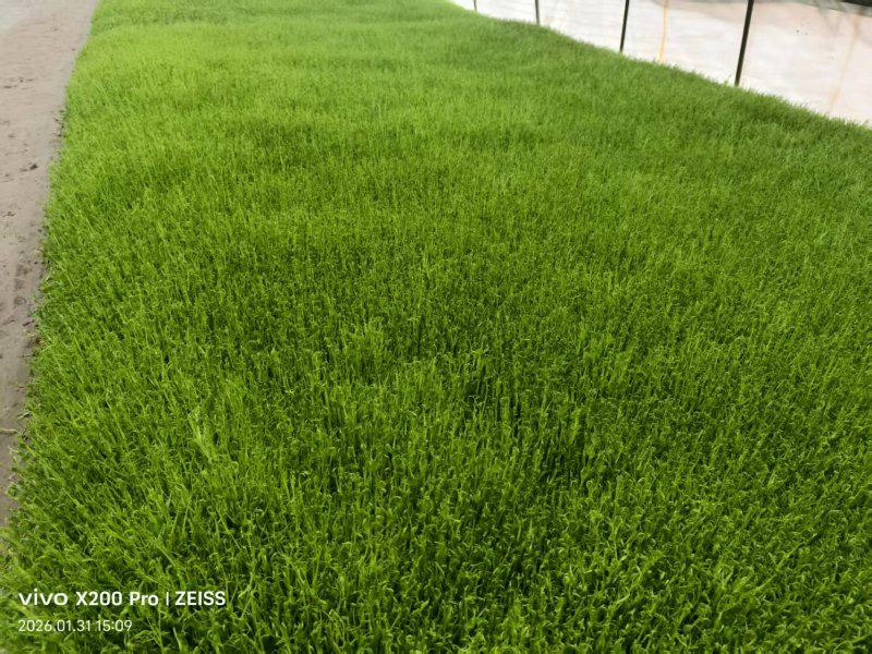 豌豆苗尖叶豌豆苗尖叶豆苗大量供应可视频看货欢迎来电