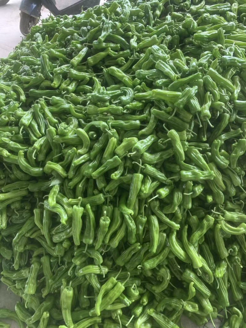 海南芜湖椒高品质通货