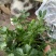 进口水果西芹苗根芹苗现货直发量大从优