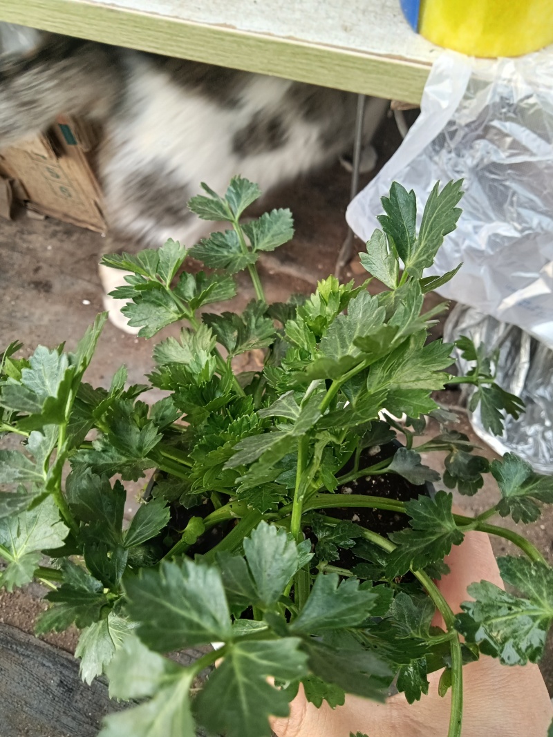 进口水果西芹苗根芹苗现货直发量大从优