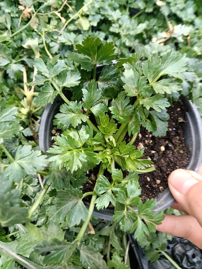 进口水果西芹苗根芹苗现货直发量大从优