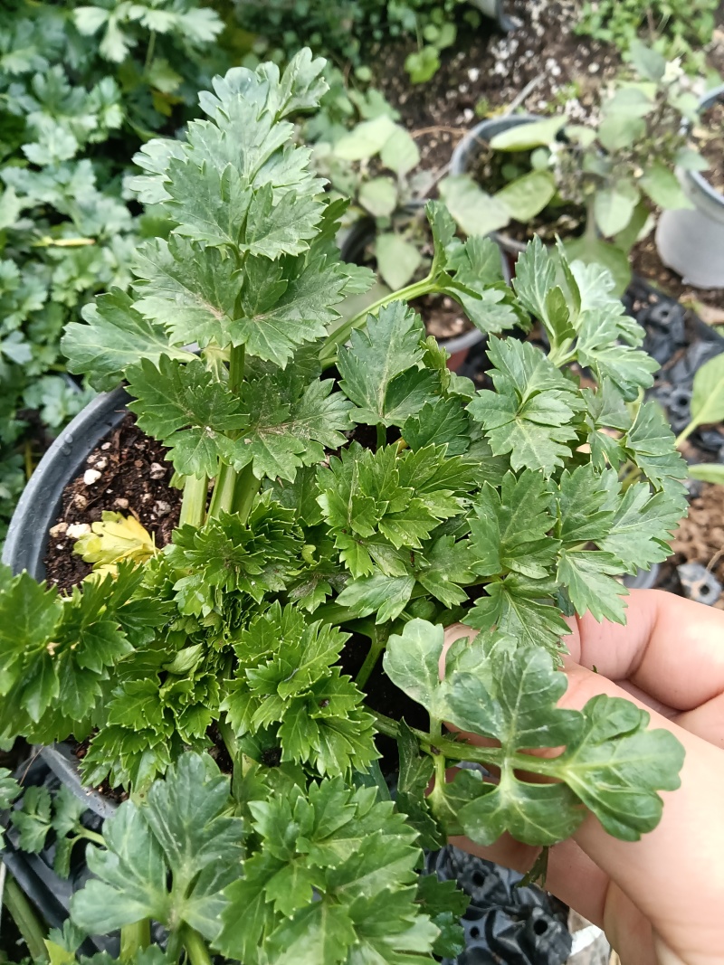 进口水果西芹苗根芹苗现货直发量大从优