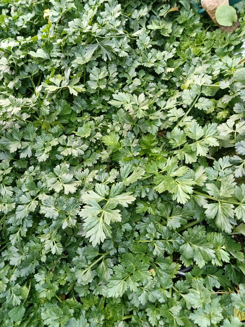 进口水果西芹苗根芹苗现货直发量大从优