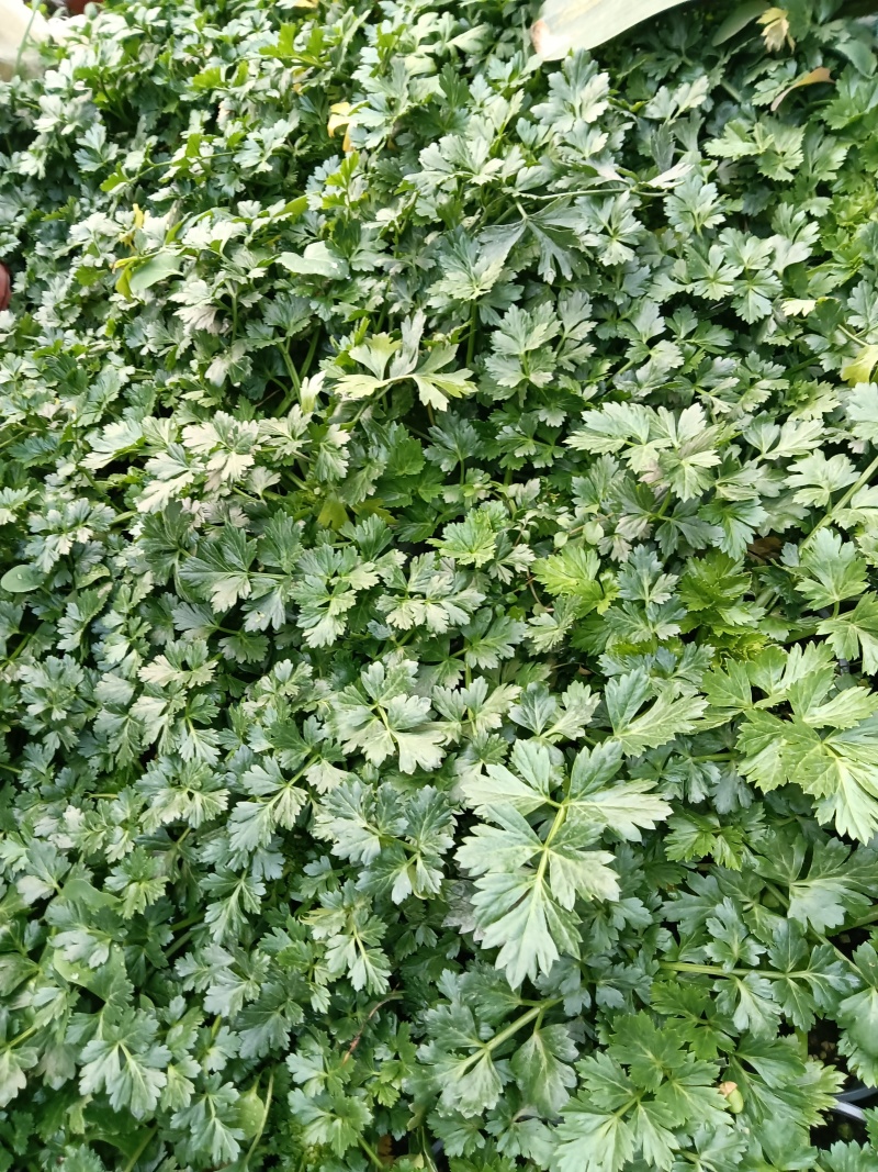 进口水果西芹苗根芹苗现货直发量大从优