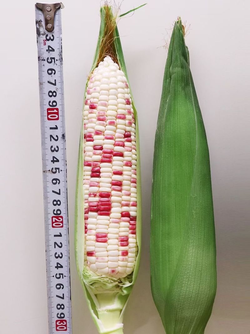 密花甜糯12号玉米种子彩甜糯玉米种籽鲜食玉米种子绿皮大棒