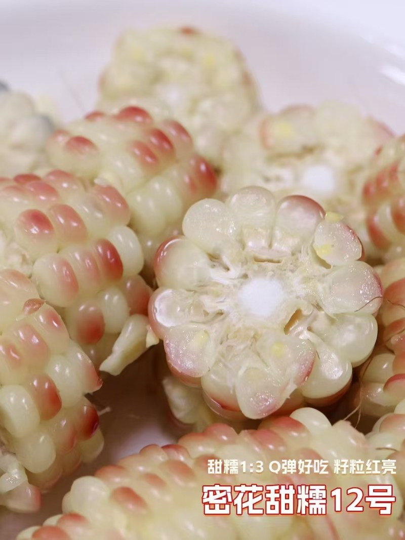 密花甜糯12号玉米种子彩甜糯玉米种籽鲜食玉米种子绿皮大棒