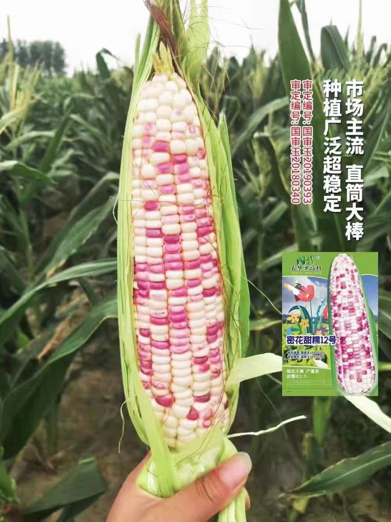 密花甜糯12号玉米种子彩甜糯玉米种籽鲜食玉米种子绿皮大棒