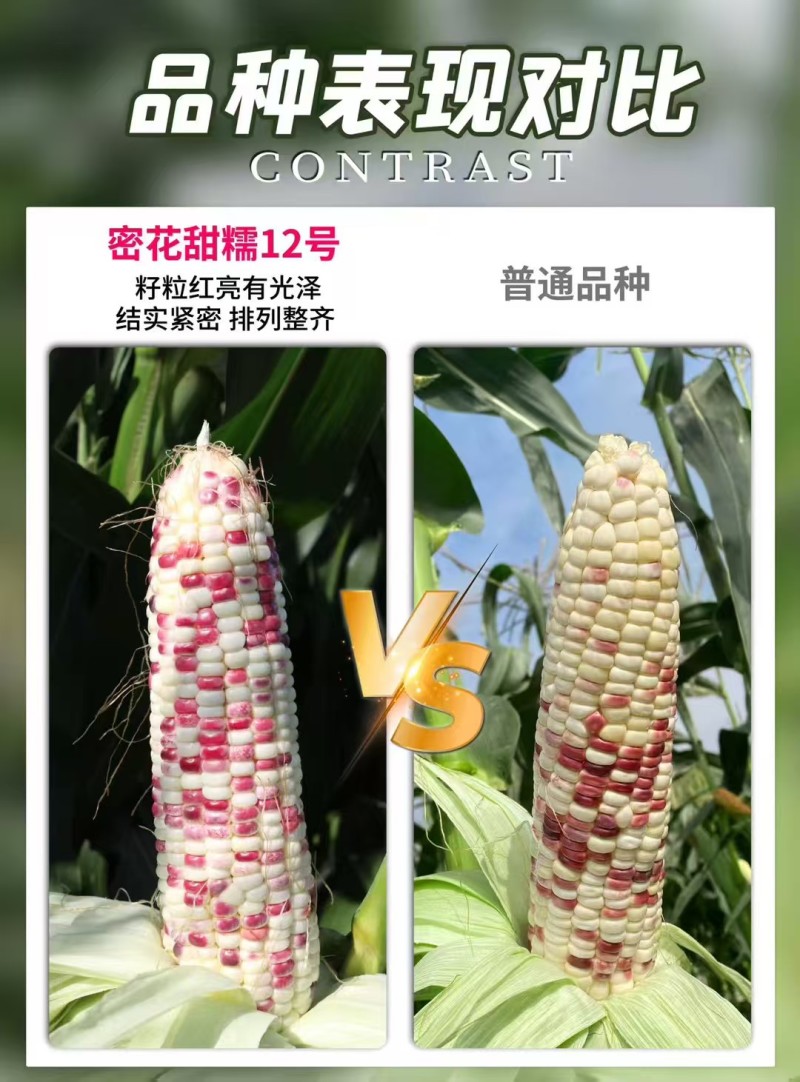 密花甜糯12号玉米种子彩甜糯玉米种籽鲜食玉米种子绿皮大棒