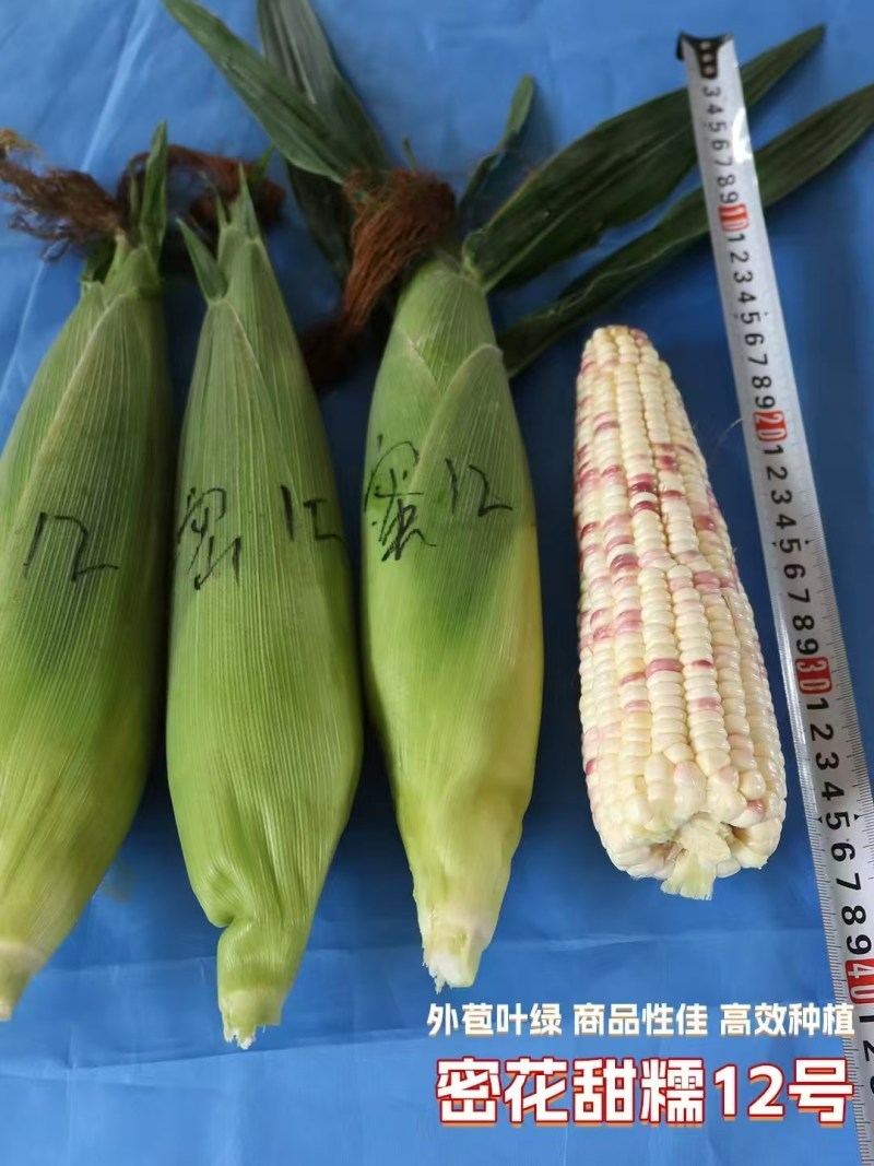 密花甜糯12号玉米种子彩甜糯玉米种籽鲜食玉米种子绿皮大棒