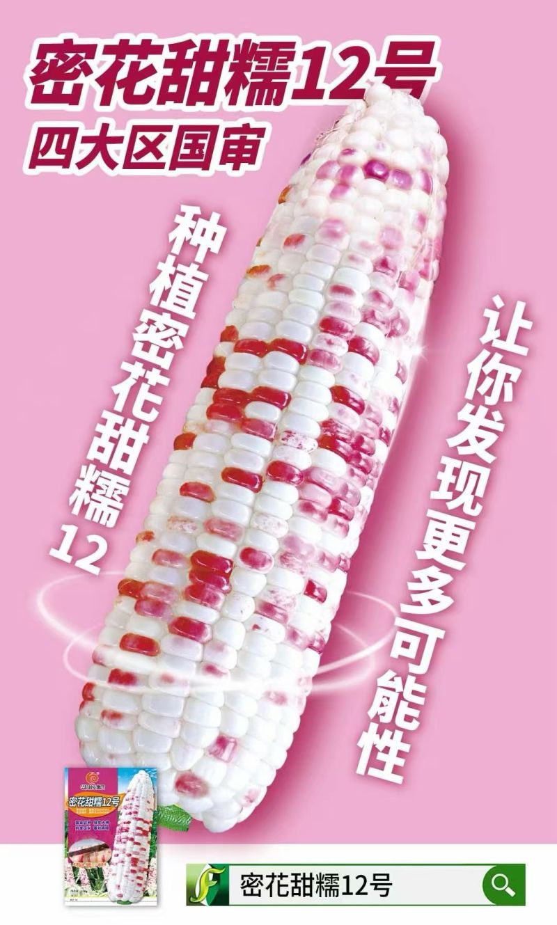 密花甜糯12号玉米种子彩甜糯玉米种籽鲜食玉米种子绿皮大棒