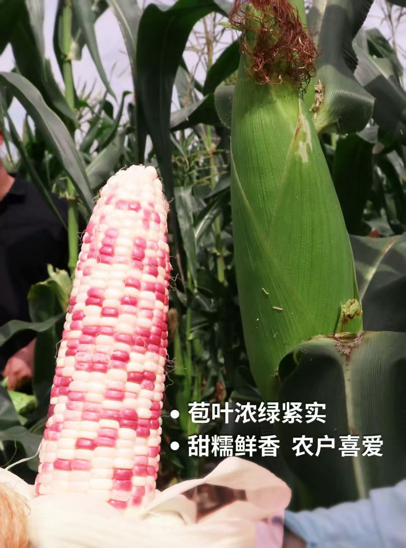 密花甜糯12号玉米种子彩甜糯玉米种籽鲜食玉米种子绿皮大棒