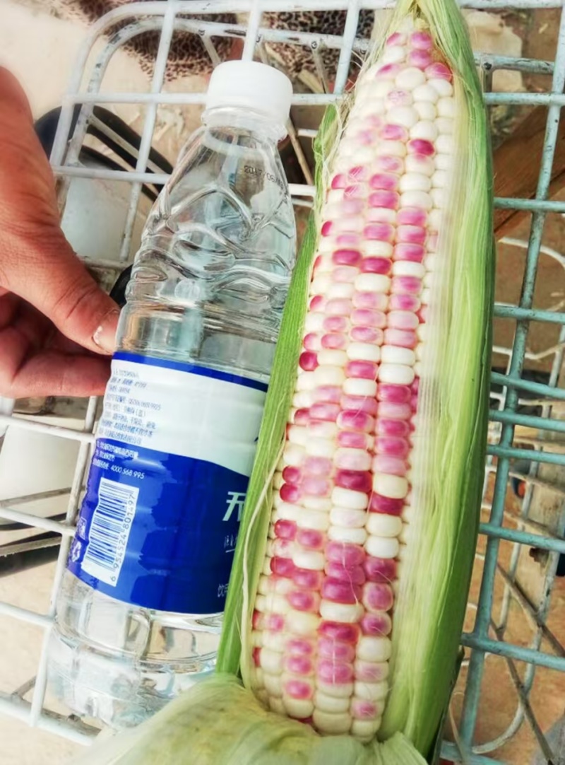 密花甜糯12号玉米种子彩甜糯玉米种籽鲜食玉米种子绿皮大棒