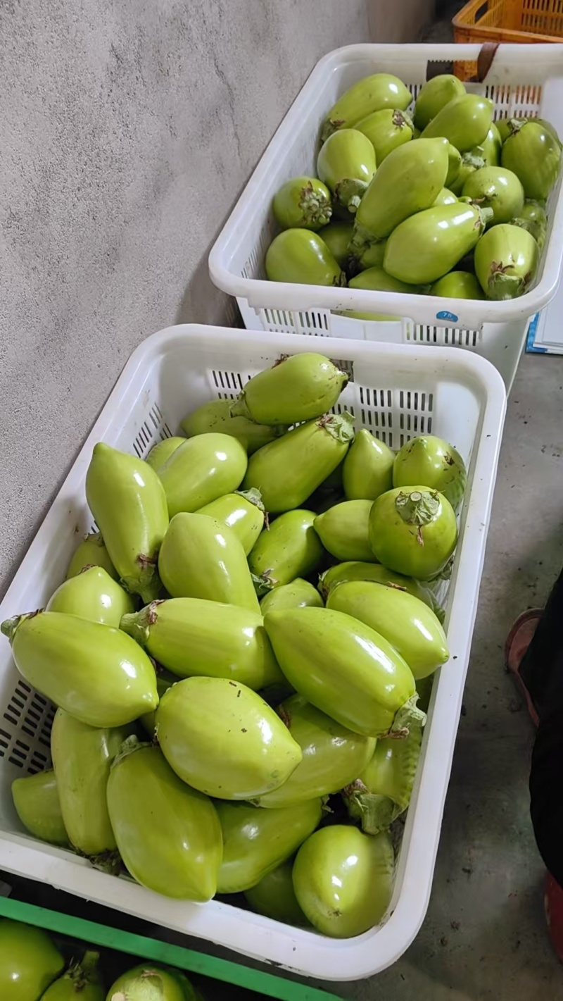 青茄苗育苗基地直发货源稳定提供技术指导