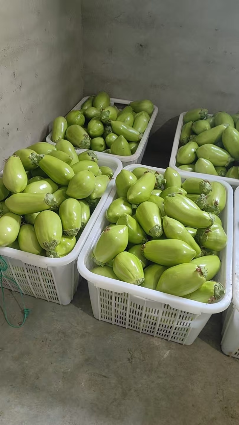 青茄苗育苗基地直发货源稳定提供技术指导