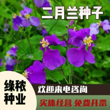 二月兰种子四季种易活多年生宿根诸葛菜种子耐阴耐寒种子