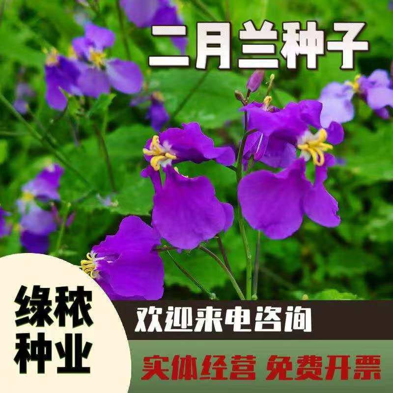 二月兰种子四季种易活多年生宿根诸葛菜种子耐阴耐寒种子