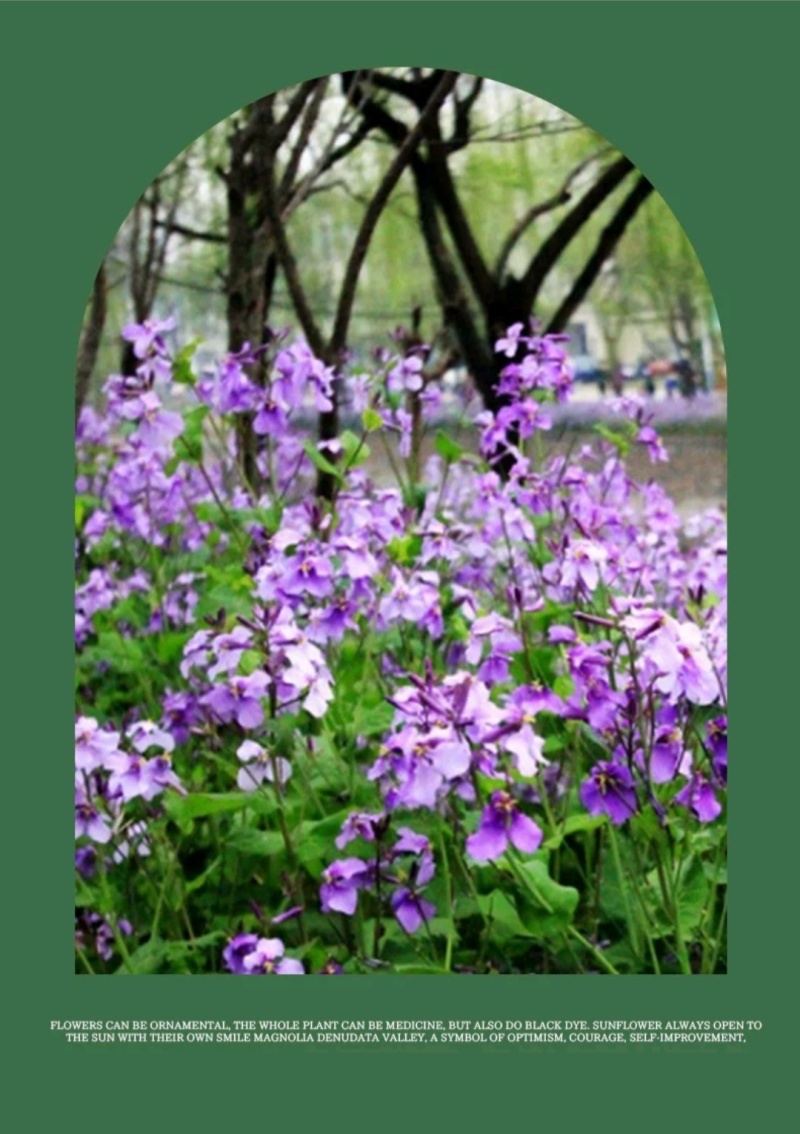 二月兰种子四季种易活多年生宿根诸葛菜种子耐阴耐寒种子