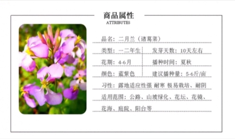 二月兰种子四季种易活多年生宿根诸葛菜种子耐阴耐寒种子