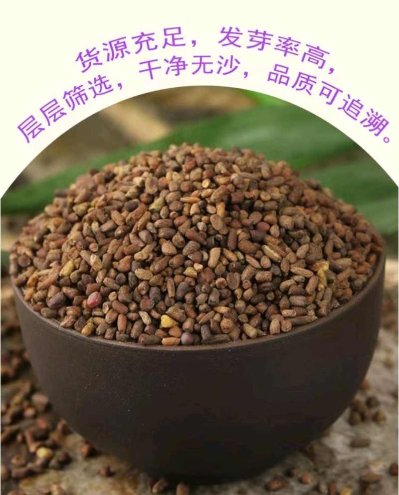 二月兰种子四季种易活多年生宿根诸葛菜种子耐阴耐寒种子