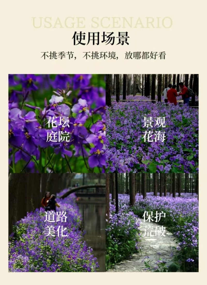 二月兰种子四季种易活多年生宿根诸葛菜种子耐阴耐寒种子