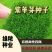 紫羊茅草种子进口草坪绿化草籽庭院护坡复绿耐寒草籽