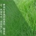 紫羊茅草种子进口草坪绿化草籽庭院护坡复绿耐寒草籽