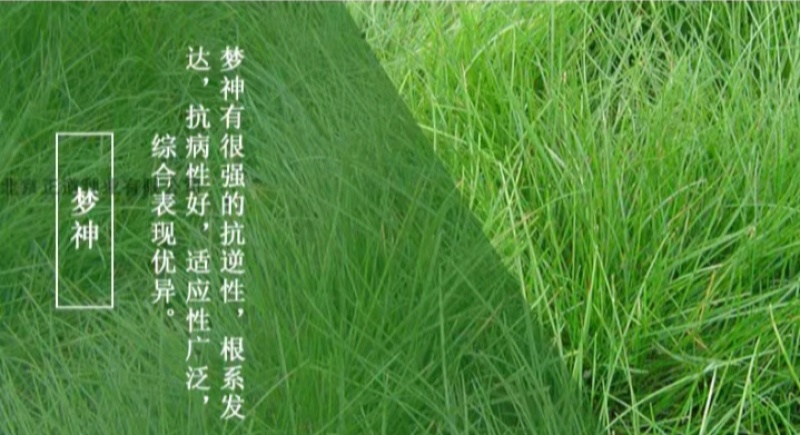 紫羊茅草种子进口草坪绿化草籽庭院护坡复绿耐寒草籽