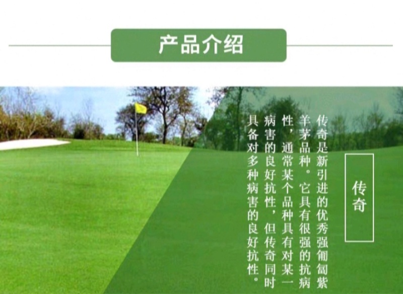 紫羊茅草种子进口草坪绿化草籽庭院护坡复绿耐寒草籽