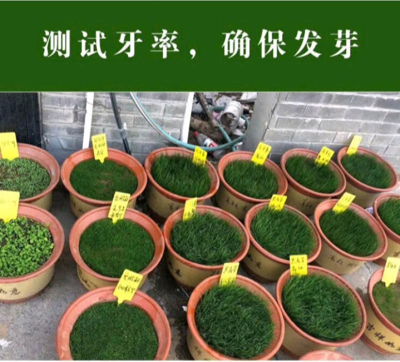 紫羊茅草种子进口草坪绿化草籽庭院护坡复绿耐寒草籽