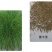紫羊茅草种子进口草坪绿化草籽庭院护坡复绿耐寒草籽