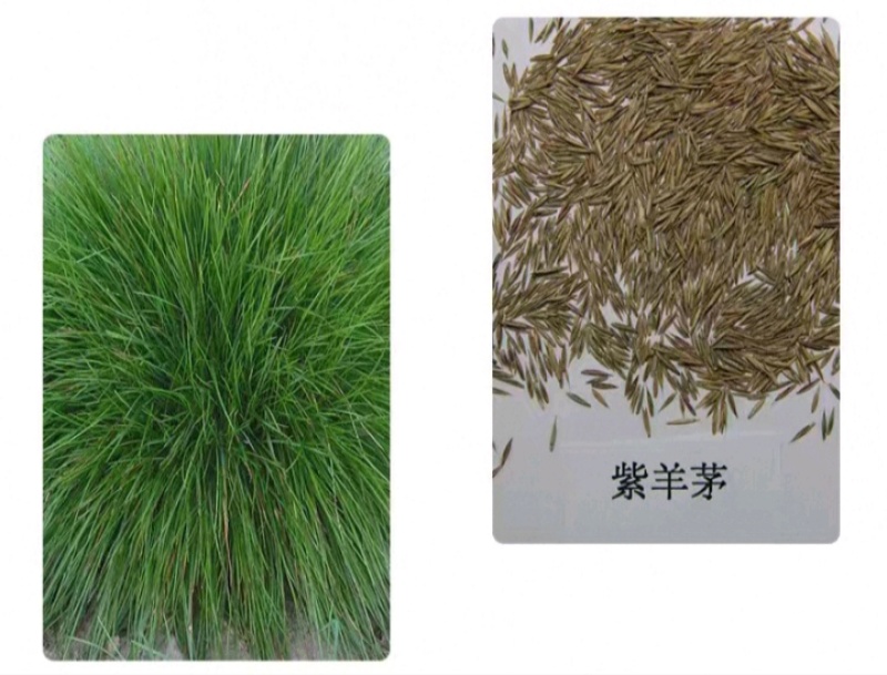紫羊茅草种子进口草坪绿化草籽庭院护坡复绿耐寒草籽