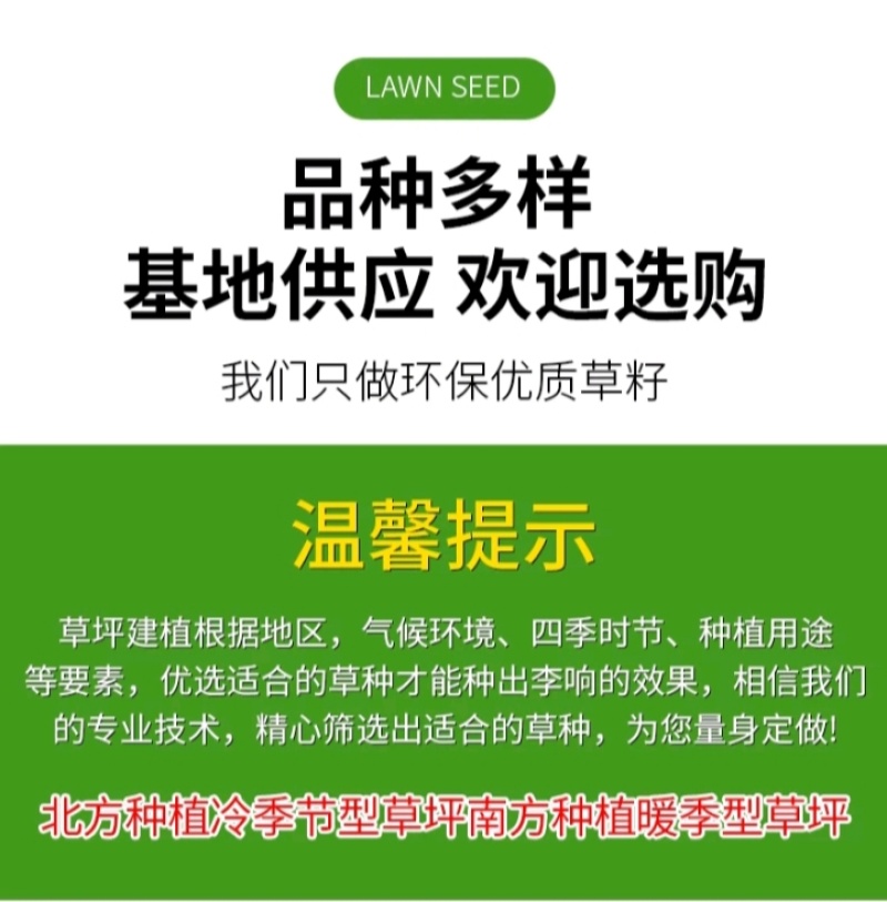 紫羊茅草种子进口草坪绿化草籽庭院护坡复绿耐寒草籽