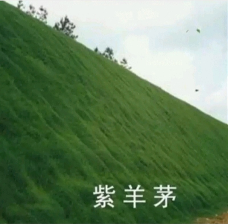 紫羊茅草种子进口草坪绿化草籽庭院护坡复绿耐寒草籽