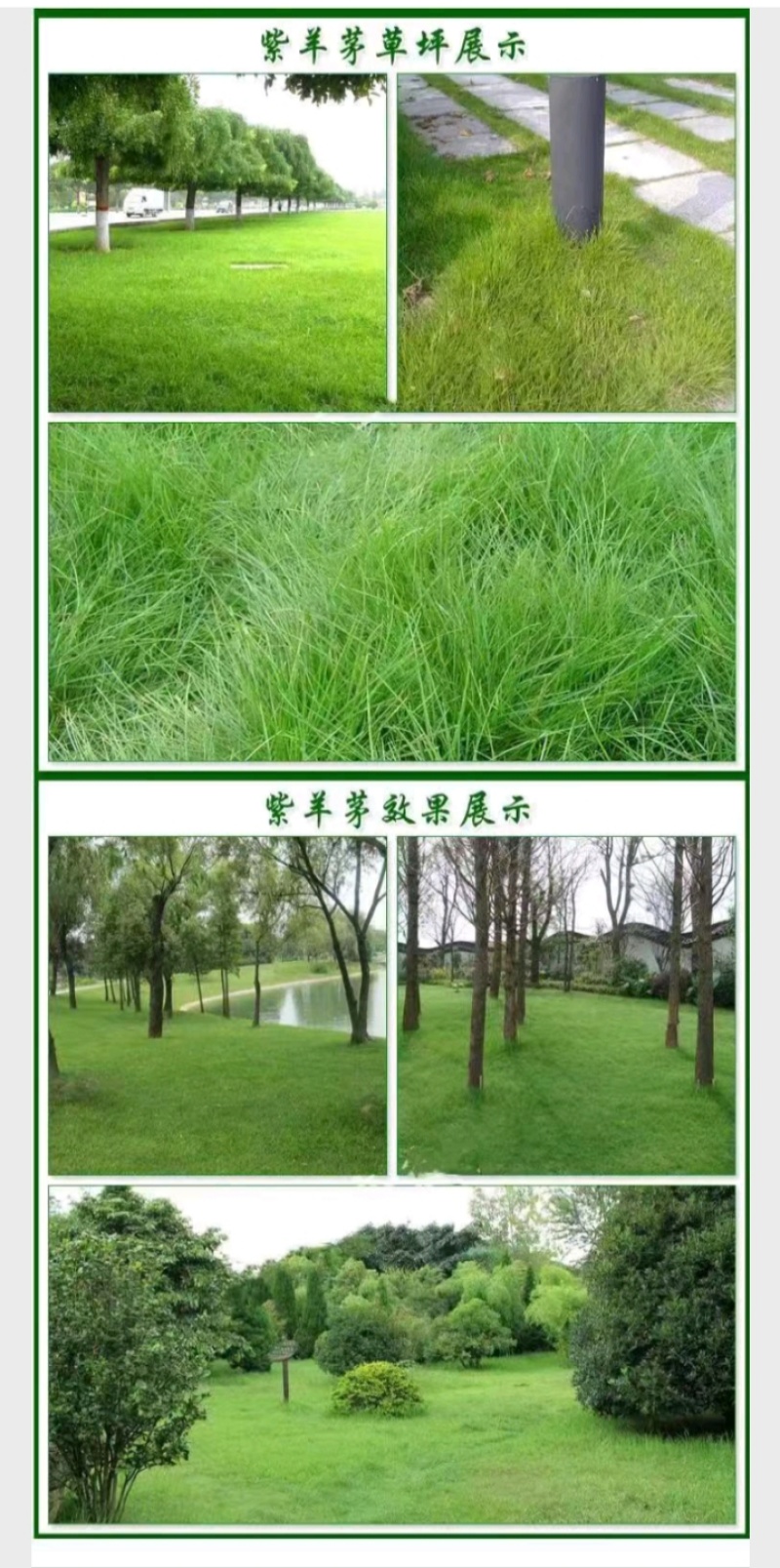 紫羊茅草种子进口草坪绿化草籽庭院护坡复绿耐寒草籽