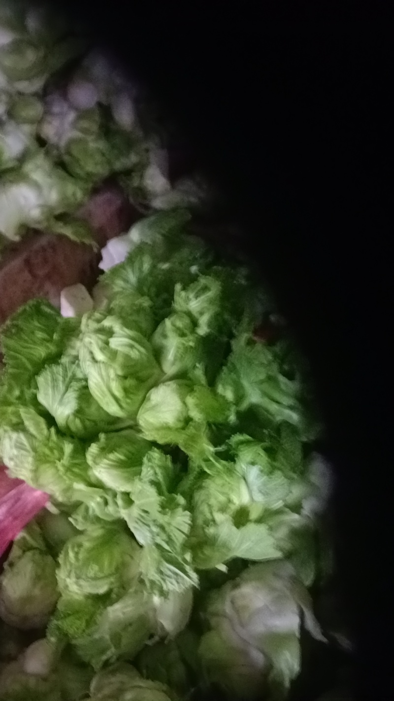 儿菜
