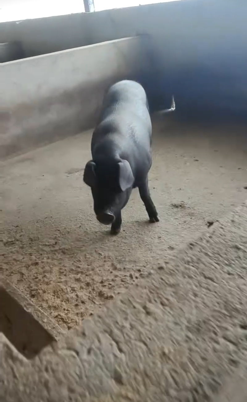 精品土黑猪肉烟熏香肠及烟熏肉，一手货源，全国供应，量大从优