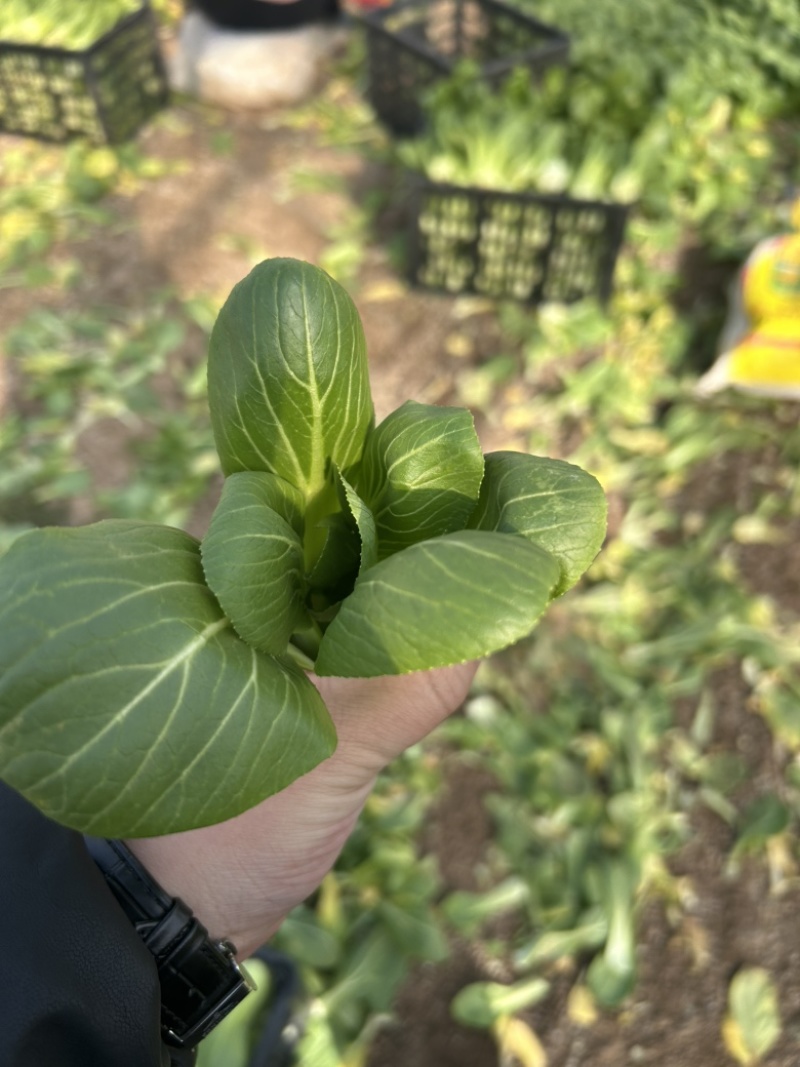 上海青