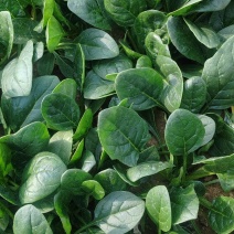 大棚菠菜