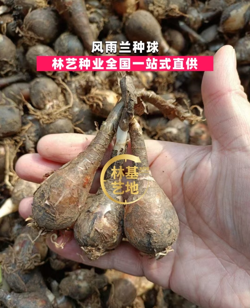风雨兰种球盆栽花卉水培植物盆栽室内绿植四季好养花境工程