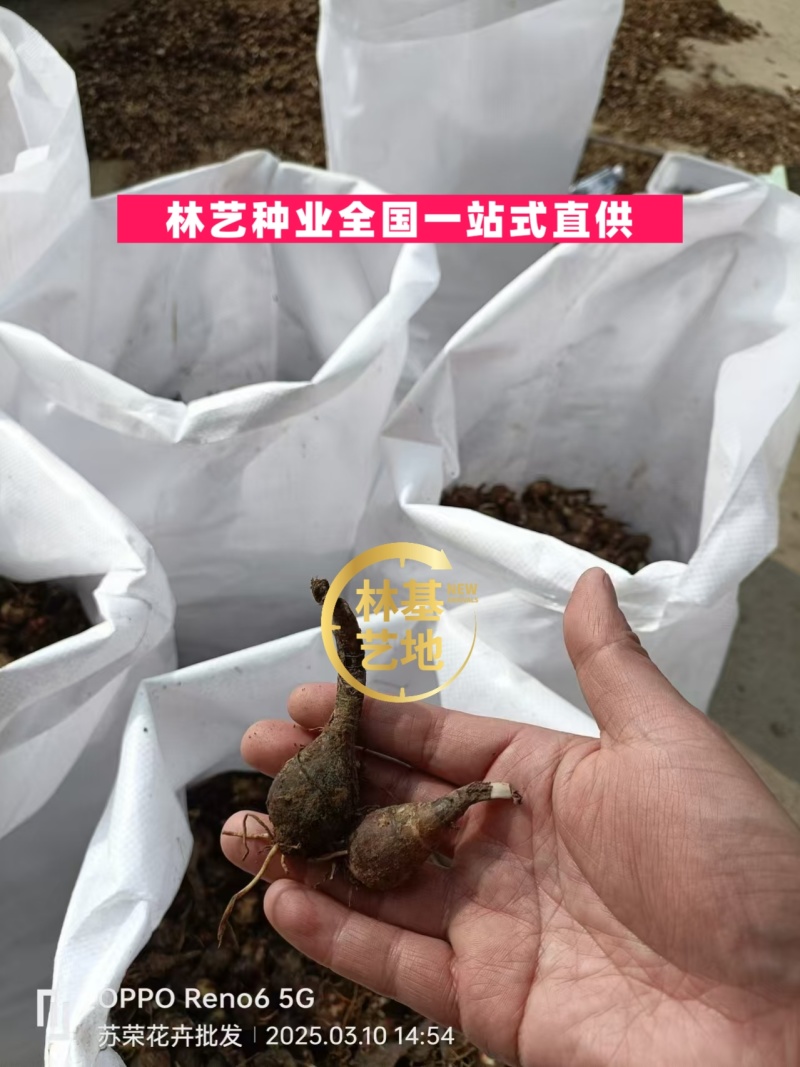 风雨兰种球盆栽花卉水培植物盆栽室内绿植四季好养花境工程