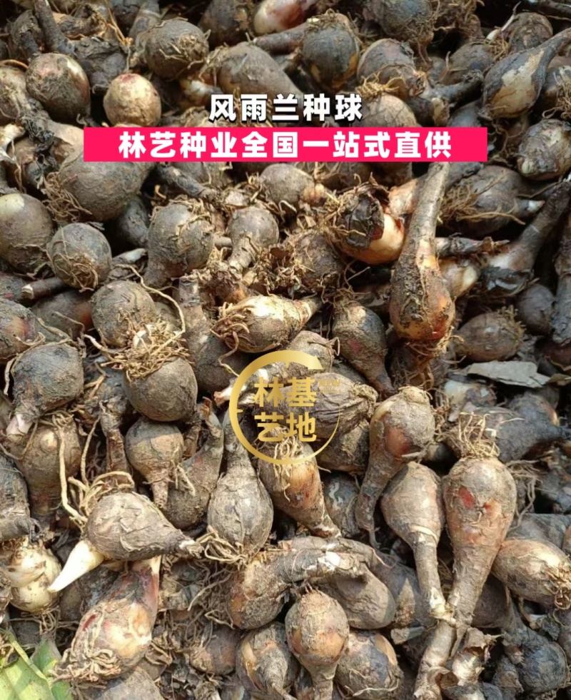 风雨兰种球盆栽花卉水培植物盆栽室内绿植四季好养花境工程