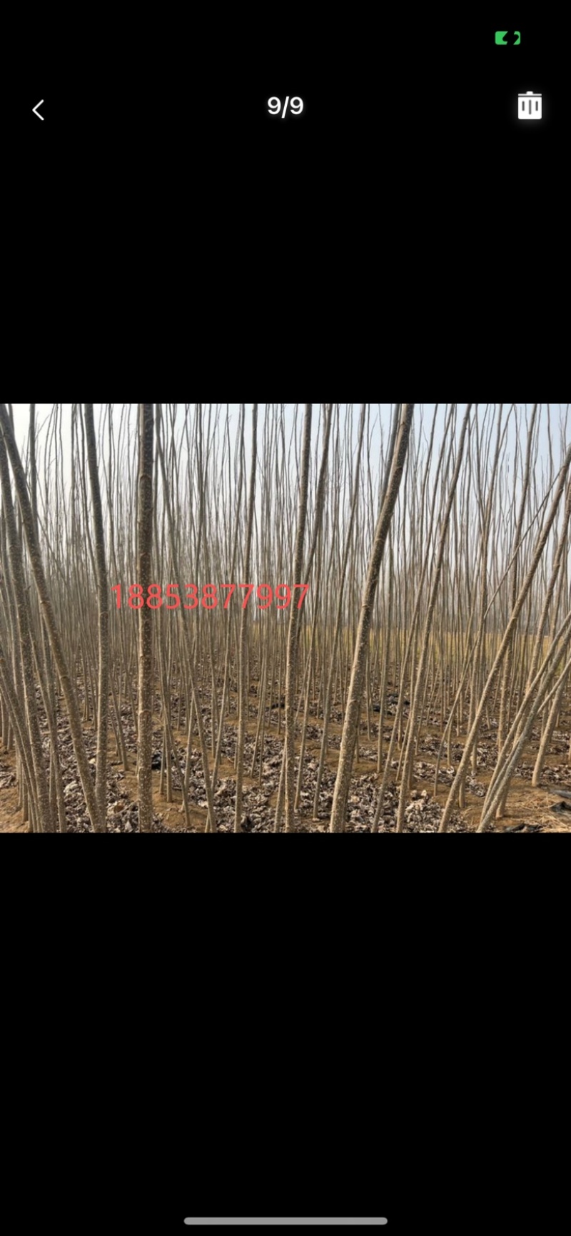 107速生杨当年苗，胸径1.5～3.5，大量出，以质论价