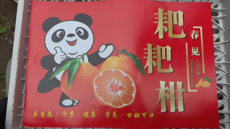 耙耙柑春见耙耙柑果粒饱满甘甜爆汁产地直供