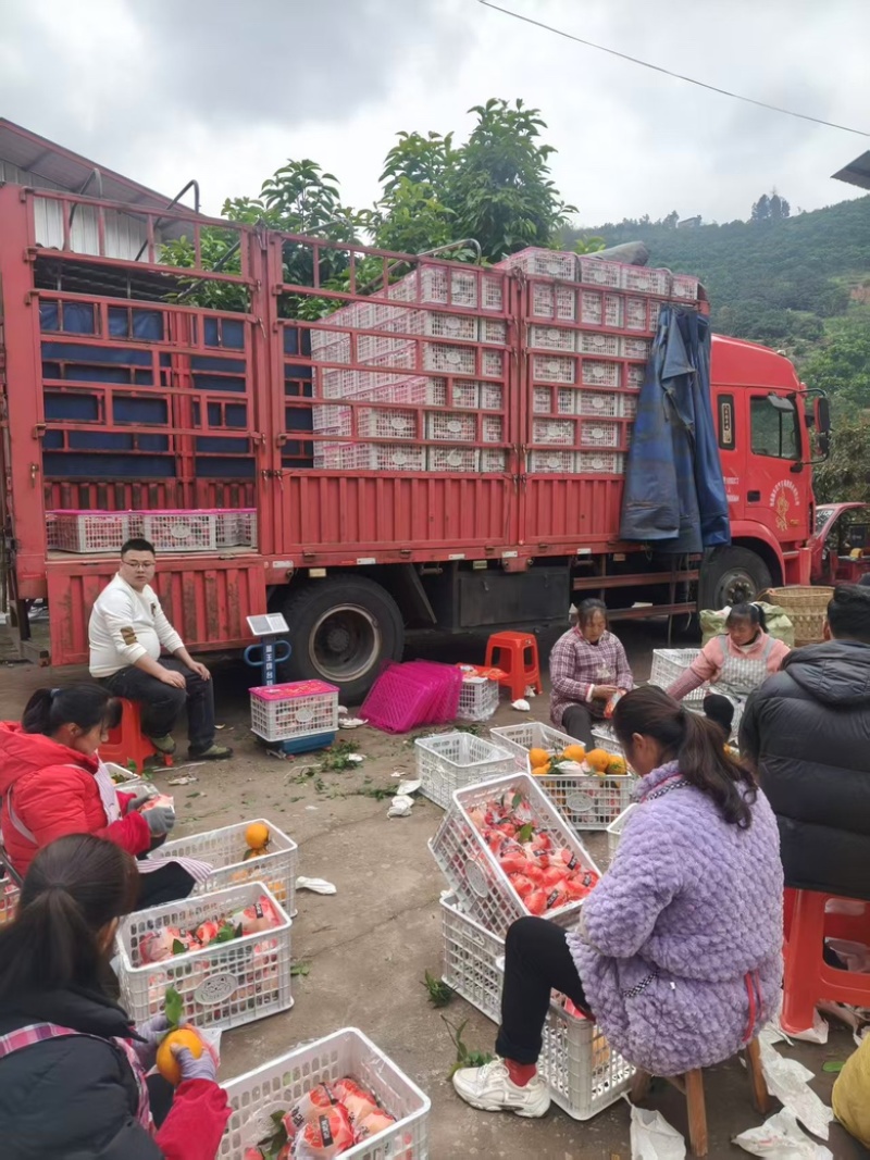 耙耙柑春见耙耙柑果粒饱满甘甜爆汁产地直供