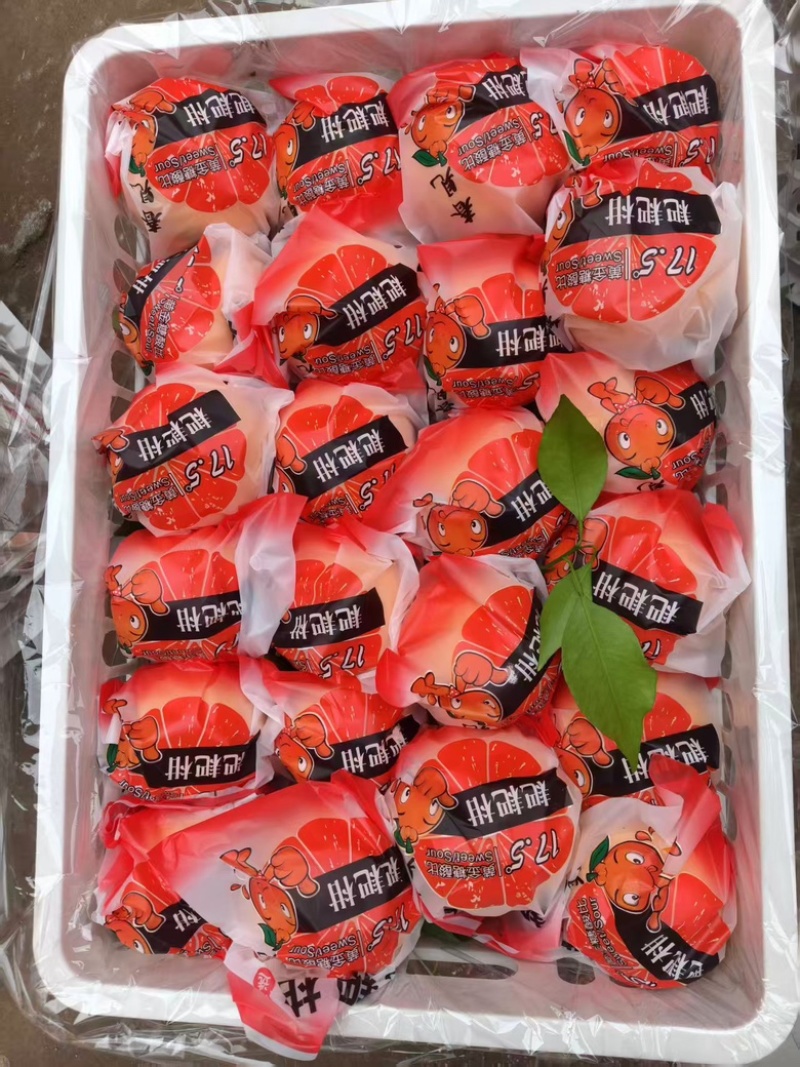 耙耙柑春见耙耙柑果粒饱满甘甜爆汁产地直供
