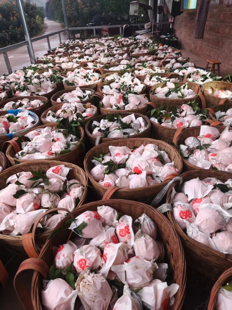 耙耙柑春见耙耙柑果粒饱满甘甜爆汁产地直供